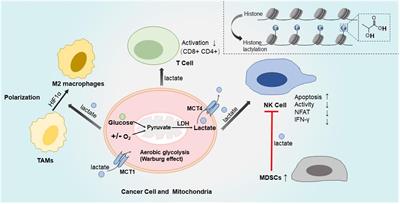 A review of lactate-lactylation in malignancy: its potential in immunotherapy